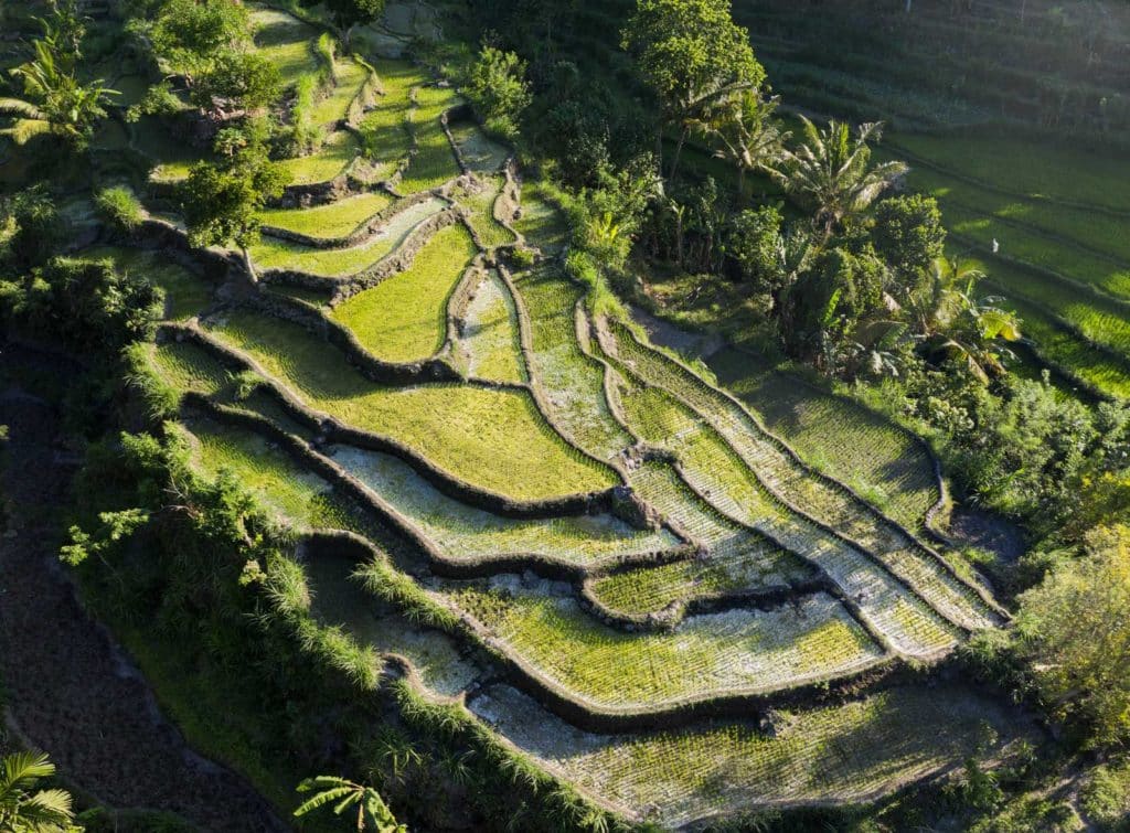 Beautiful Bali Rice Terraces