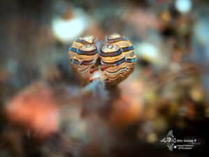 macro diving in Tulamben