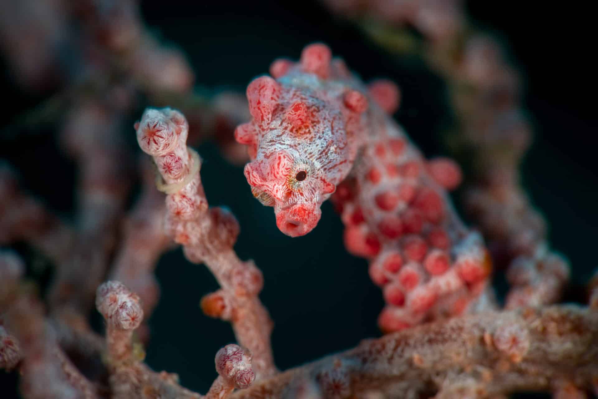 MLU 20191229 123330 41S 2500px